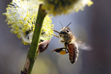 Briescht  Deutschland  Europaeische Honigbiene sammelt Pollen aus einem bluehenden Weidenkaetzchen der Salweide