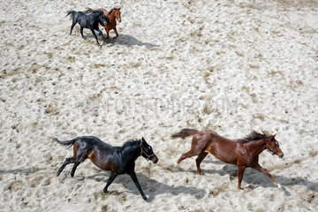 Gestuet Graditz  Vogelperspektive  Pferde im Galopp auf einem Sandpaddock