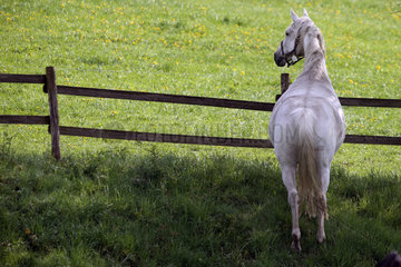 Gestuet Etzean  Pferd schaut aufmerksam ueber einen Koppelzaun