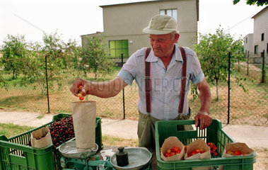 Rentner verkauft Kirschen an Landstrasse in Polen