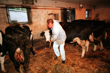 Polen  Landwirt im Kuhstall
