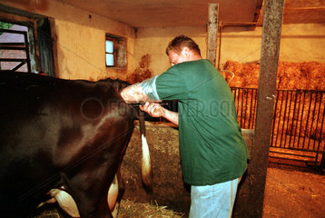Polen  Tierarzt nimmt eine kuenstliche Befruchtung einer Kuh vor