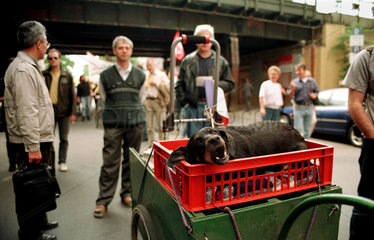 mitgefuehrter Hund bei einer Demonstration  Berlin  Deutschland
