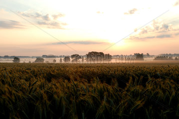 Neuruppin  Sonnenaufgang ueber einem Getreidefeld