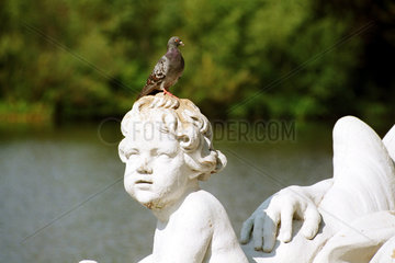 Schwetzingen  Taube auf einer Skulptur in einem Teich
