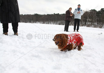 Berlin  Deutschland  Spaziergaenger mit Hund auf dem zugefrorenen Schlachtensee