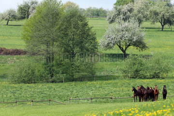 Gestuet Etzean  Pferde im Fruehling auf einer Weide