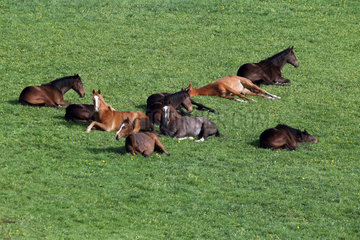 Gestuet Etzean  Pferde schlafen auf der Weide