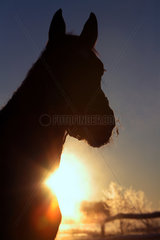 Goerlsdorf  Deutschland  Silhouette  Pferd bei Sonnenaufgang im Portrait