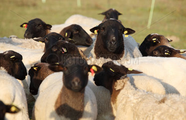 Neu Kaetwin  Deutschland  eine Herde Dorperschafe auf einer Weide