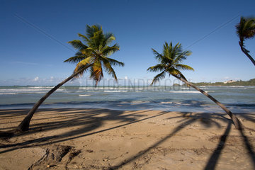 Las Terrenas  Dominikanische Republik  Kokospalmen am Strand Playa Bonita