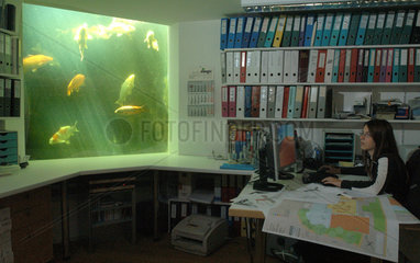 Koi-Aquarium in einem Buero in Nupsingen (Schweiz)