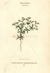 Four-leaved all-seed  Polycarpon tetraphyllum
