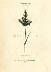 Creeping bentgrass  Agrostis stolonifera