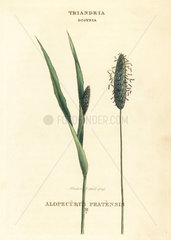 Meadow foxtail grass  Alopecurus pratensis