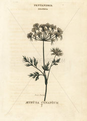 Fools parsley  Aethus cynapium