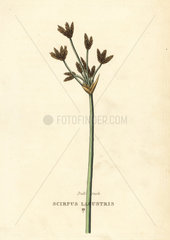 Bull-rush  Scirpus lacustris