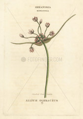 Streaked field garlic  Allium oleraceum