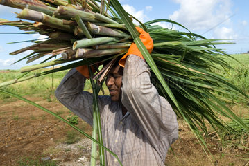 Zuckerrohrernte auf Mauritius