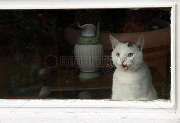 Neuenhagen  Deutschland  Katze schaut miauend aus einem Fenster