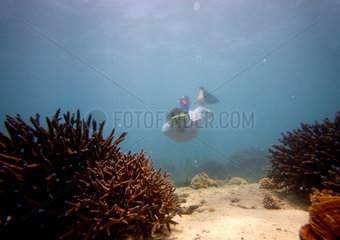 Coral Bay  Australien  schnorcheln am Ningaloo Reef