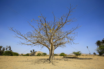 Affenbrotbaum  Fonte Vincente  Boa Vista  Kapverden