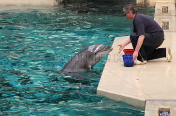 Muenster  Deutschland  Tierpfleger nimmt Kontakt zu einem Delfin auf