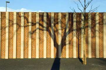 Berlin  Schatten eines Baums auf einer Mauer