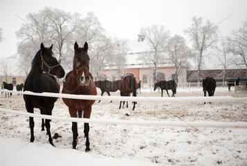 Graditz  Deutschland  Pferde im Winter auf dem Paddock