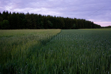 Braeunlingen  Deutschland  Getreidefelder am Kirnbergsee