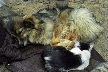 Hund und Katze schlafen auf einer alten Jacke  Polen