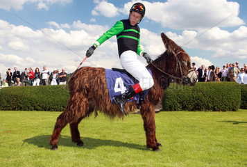 Hannover  Deutschland  Jockey versucht einen Poitou-Esel in Gang zu bringen