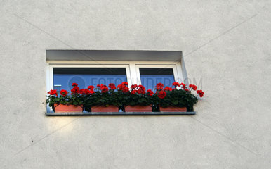 Berlin  Fenster mit Blumenkaesten
