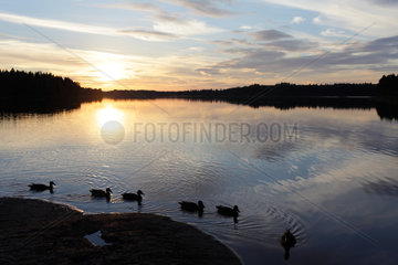 Silvkoparen  Schweden  Enten am Ufer eines Sees bei Sonnenuntergang bei Silvkoparen