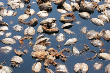Koggala  Sri Lanka  schwimmende Kokosnuesse in einer Kokosfaser-Manufaktur