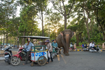 Phnom Penh  Kambodscha  ein Elefant an einer Strassenkreuzung