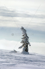 Saelen  Schweden  schneebedeckter Tannenbaum