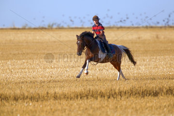 Ingelheim  Deutschland  Maedchen reitet auf ihrem Pony im Galopp ueber ein gemaehtes Feld
