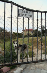 Bellapais  Tuerkische Republik Nordzypern  ein friedlicher Haus- und Hofhund