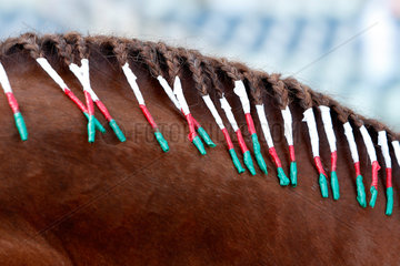 Dubai  Vereinigte Arabische Emirate  Maehne eines Pferdes ist in den Nationalfarben eingeflochten