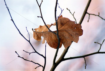 Herbstblatt zwischen Zweigen eines Baums (Herbst)