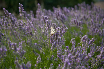 Les Baux-de-Provence  Frankreich  ein Schmetterling auf wildem Lavendel