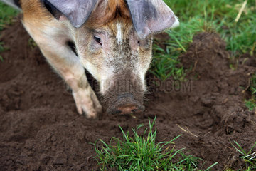 Hannover  Deutschland  Hausschwein wuehlt im Erdboden