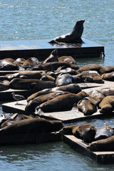 San Francisco  USA  die Seeloewen am Pier 39 ruhen sich auf Plattformen aus