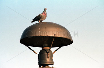 Taube sitzt auf einer Luftschutzsirene