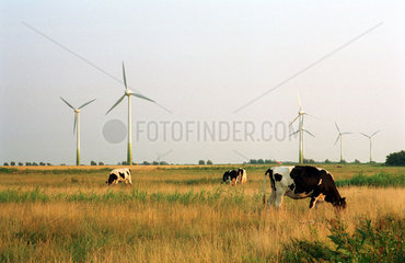 Pilsum  Ostfriesland  Kuehe auf der Weide