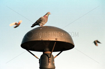 Taube sitzt auf einer Luftschutzsirene