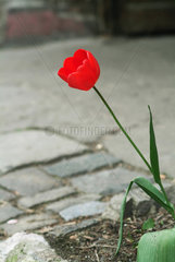 Berlin  Deutschland  am Strassenrand wachsende rote Tulpe