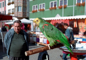 Rudolstadt  ein Ara auf einem Markt
