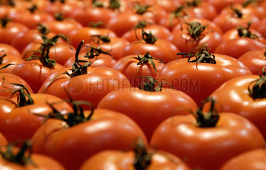 Berlin  Tomaten